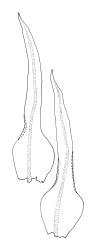 Ulota membranata, leaves. Drawn from G.O.K. Sainsbury 5257, CHR 556095.
 Image: R.C. Wagstaff © Landcare Research 2017 